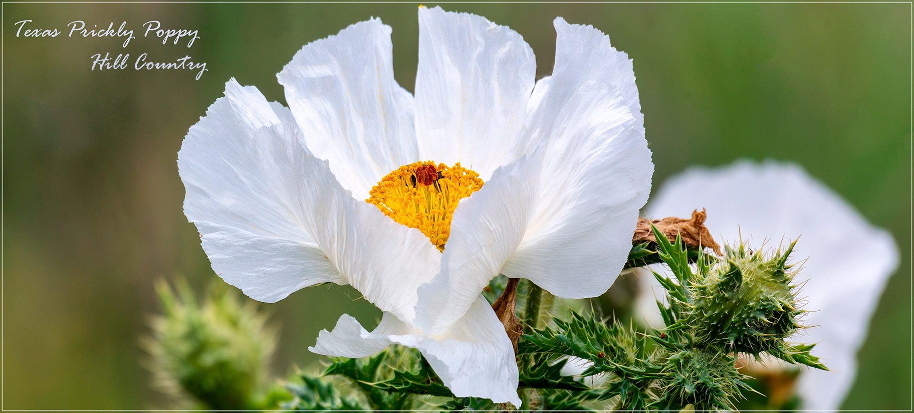 Texas Prickly Poppy